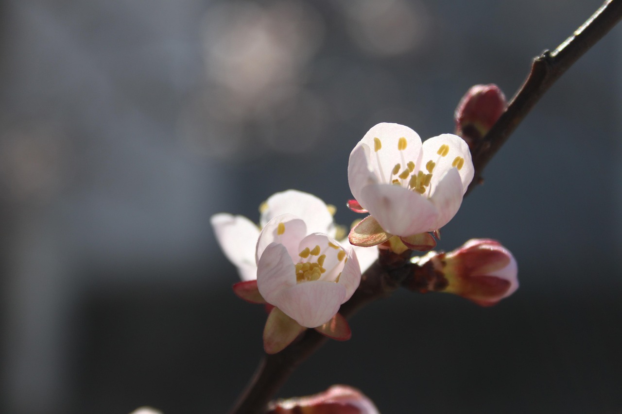 Fruit tree covered in white blossoms in early spring