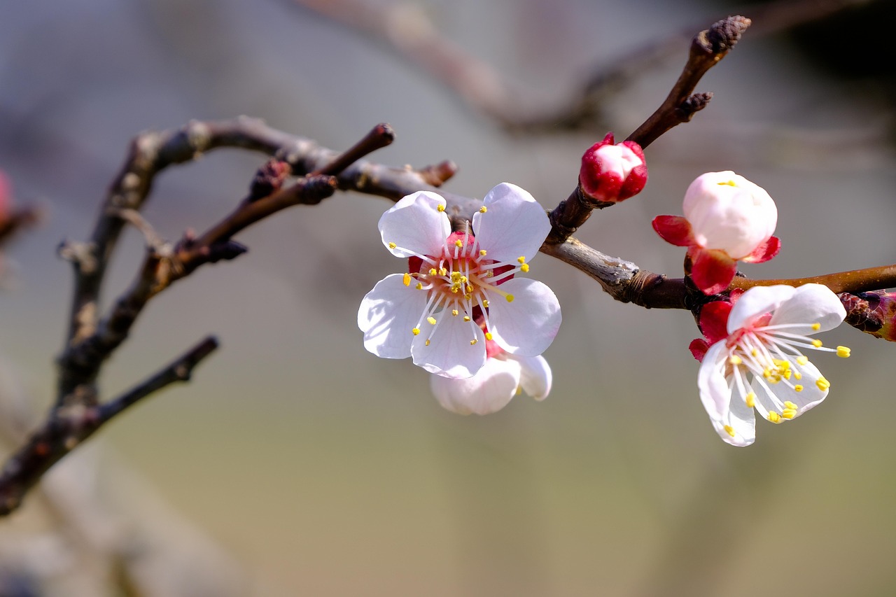 Apricot branches with ripening fruit in summer